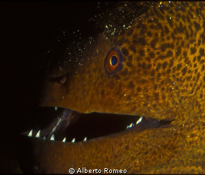 Portrait of a giant moray eel Gymnothorax by Alberto Romeo 